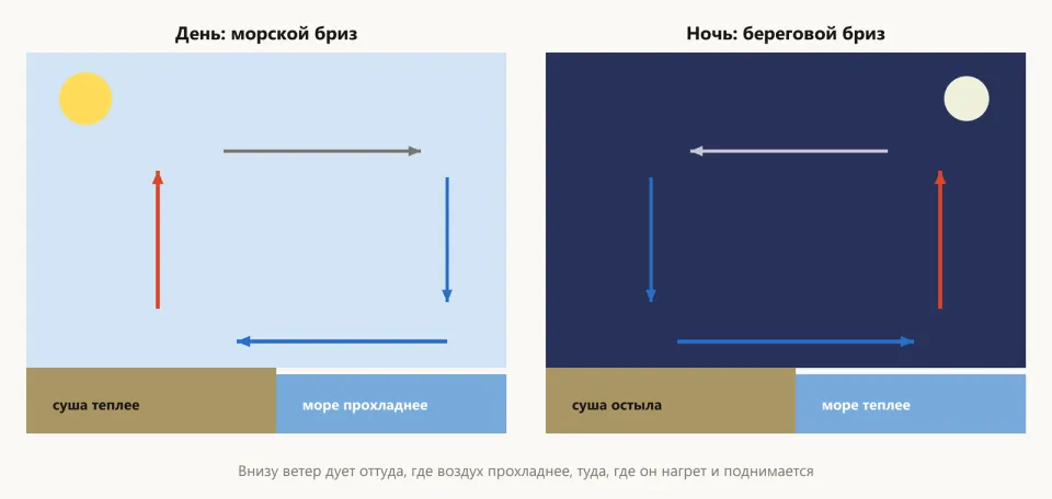 Две панели: днём над тёплой сушей воздух поднимается и внизу дует ветер с моря; ночью над тёплым морем воздух поднимается и внизу дует ветер с суши