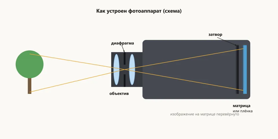 Схема: дерево, лучи от которого проходят через объектив с диафрагмой и попадают через затвор на матрицу в корпусе, где изображение перевёрнуто
