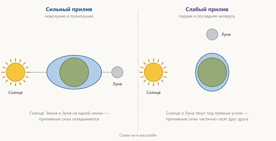 Две схемы: слева Солнце, Земля и Луна на одной линии и сильно вытянутый океан; справа Луна под прямым углом и океан почти круглый