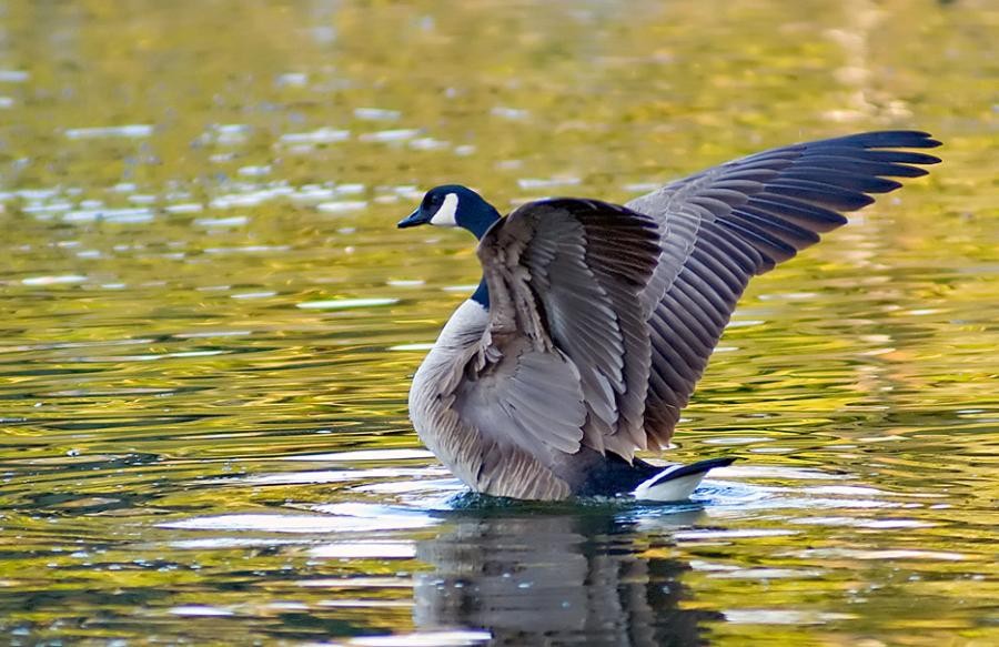 Гусь на золотистой воде