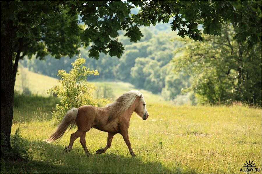 Лошадь бежит по лугу