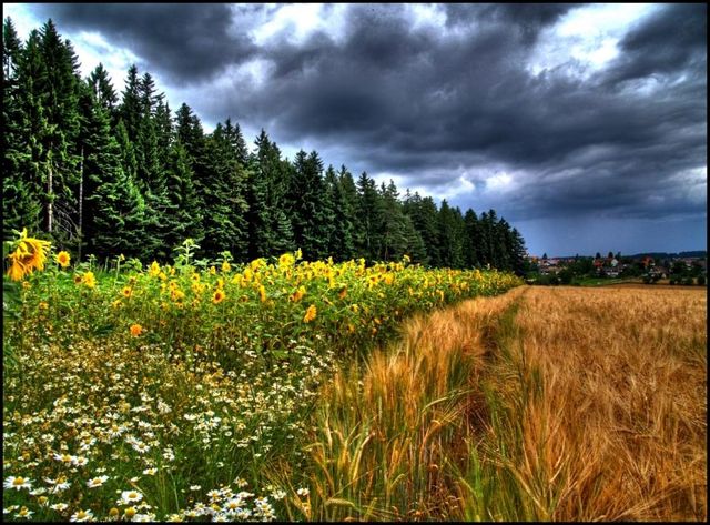 Хвойный лес и цветочное поле