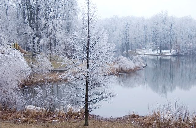 Иней на прибрежных деревьях