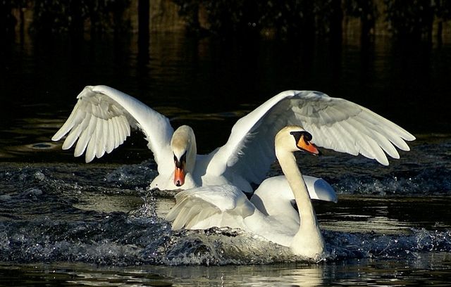 Лебеди на воде
