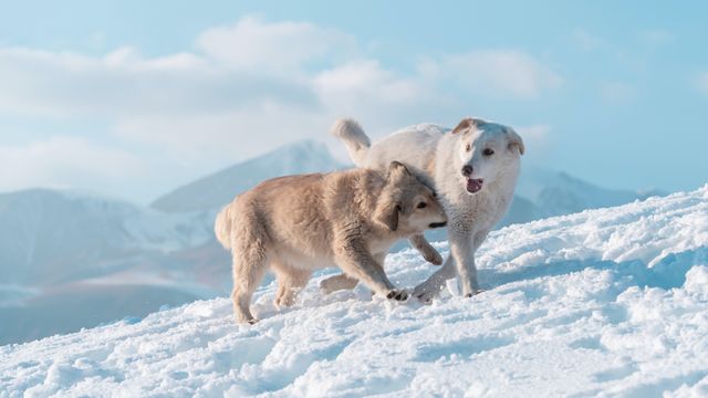 Полярные лисы играют