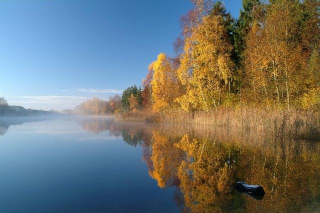 Золотые деревья у воды